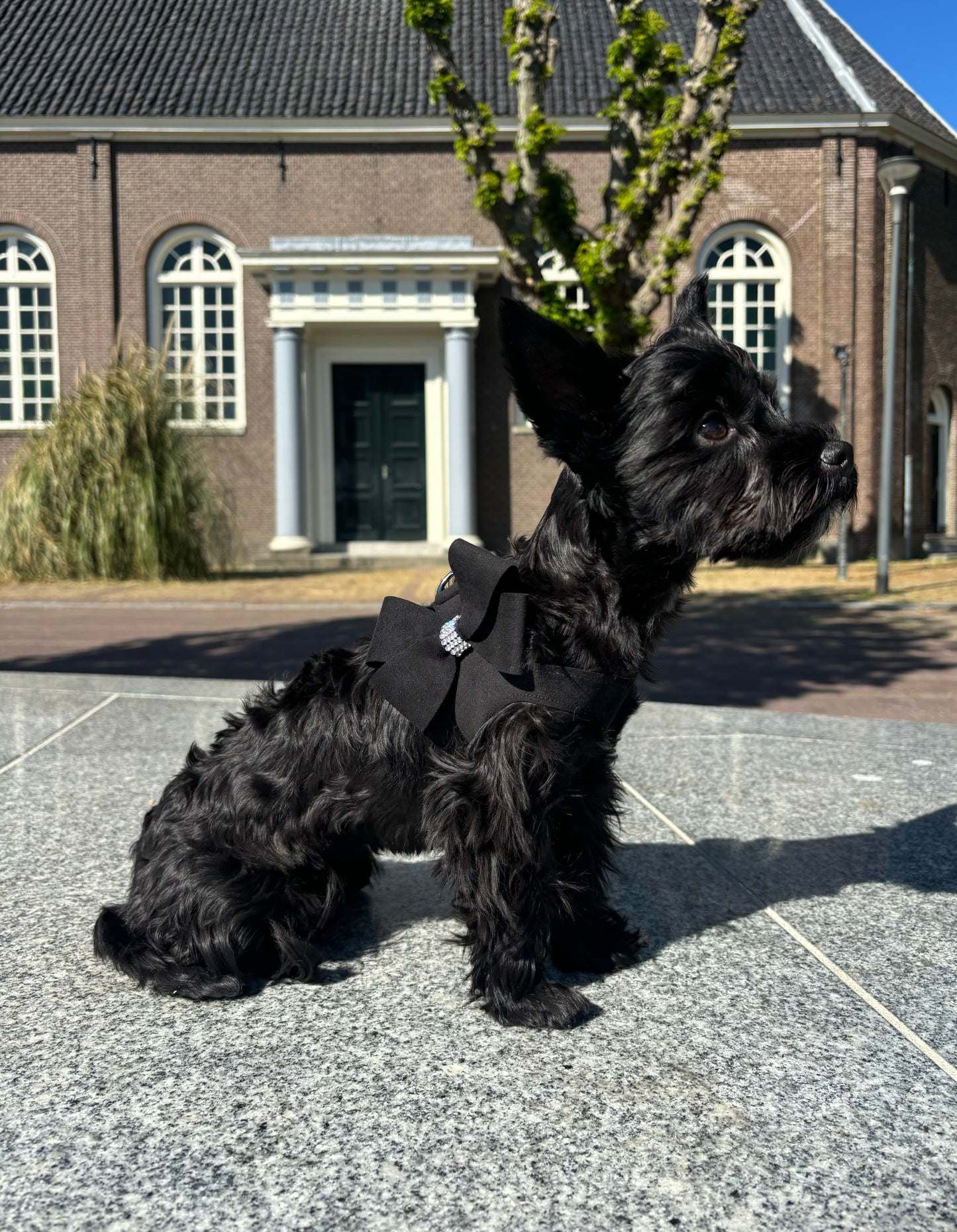 Susan Lanci Hondentuig Step in Nouveau Black