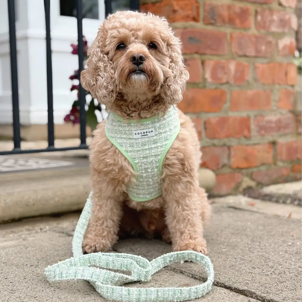 Cocopup London - Tweed Tuig Matcha