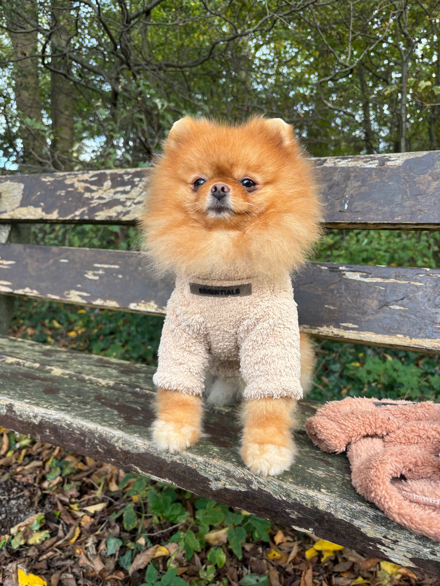 Teddy sweater Essentials