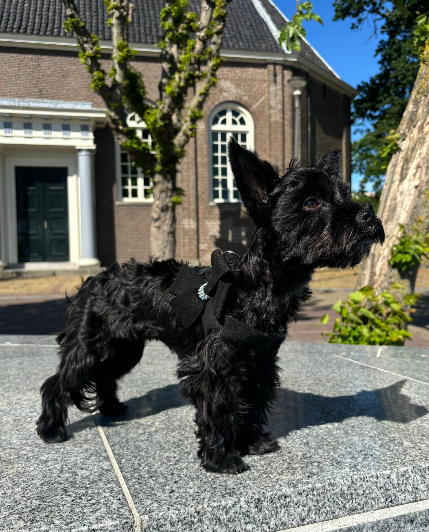 Susan Lanci Hondentuig Step in Nouveau Black