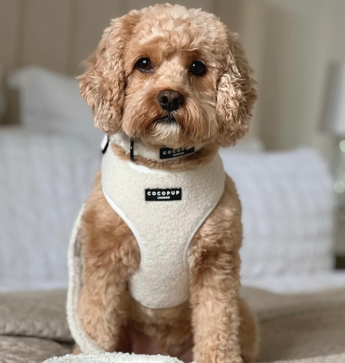 Cocopup London - Teddy Tuig Wit