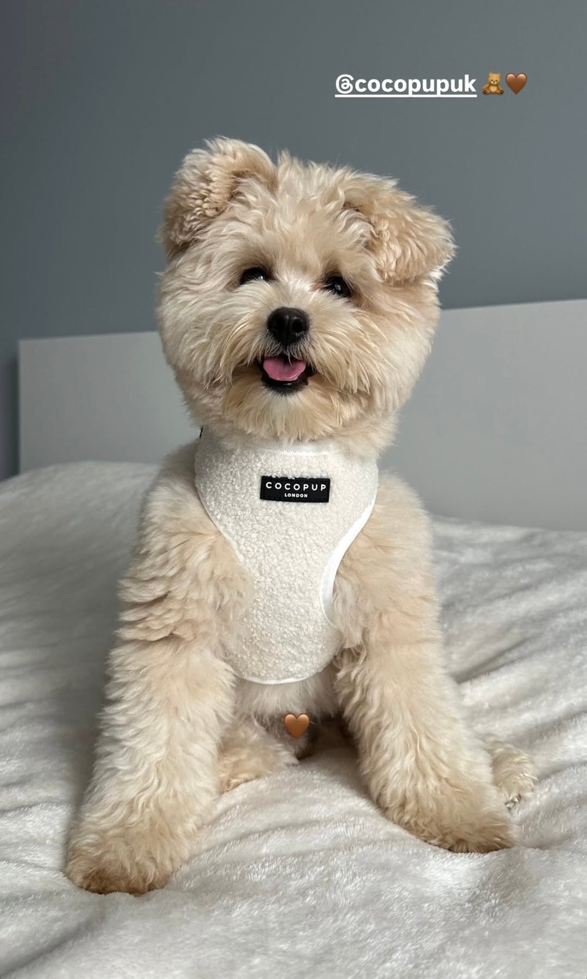 Cocopup London - Teddy Tuig Wit