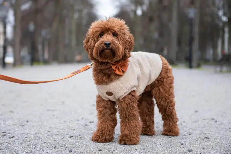 Walking Teddy sweater beige