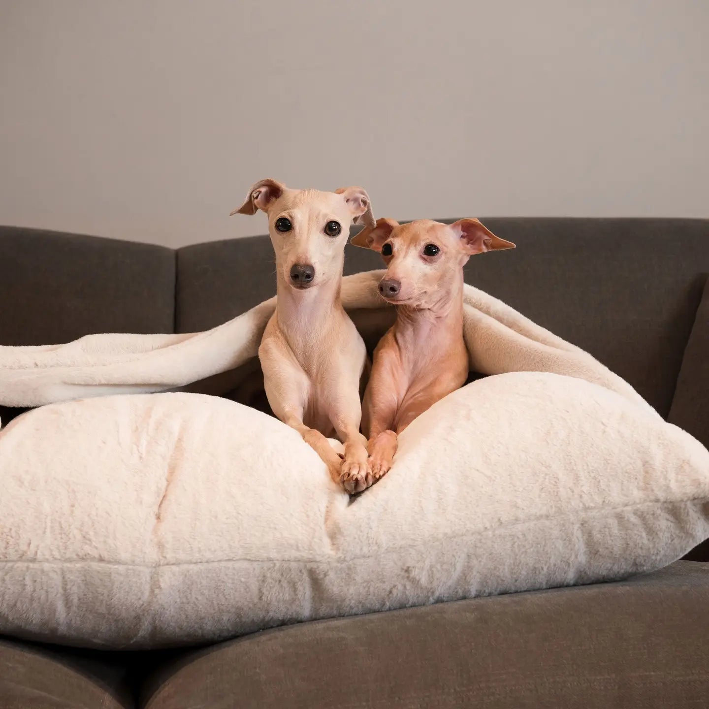 Lords & Labradors - Sleepy Burrow imitatiebont