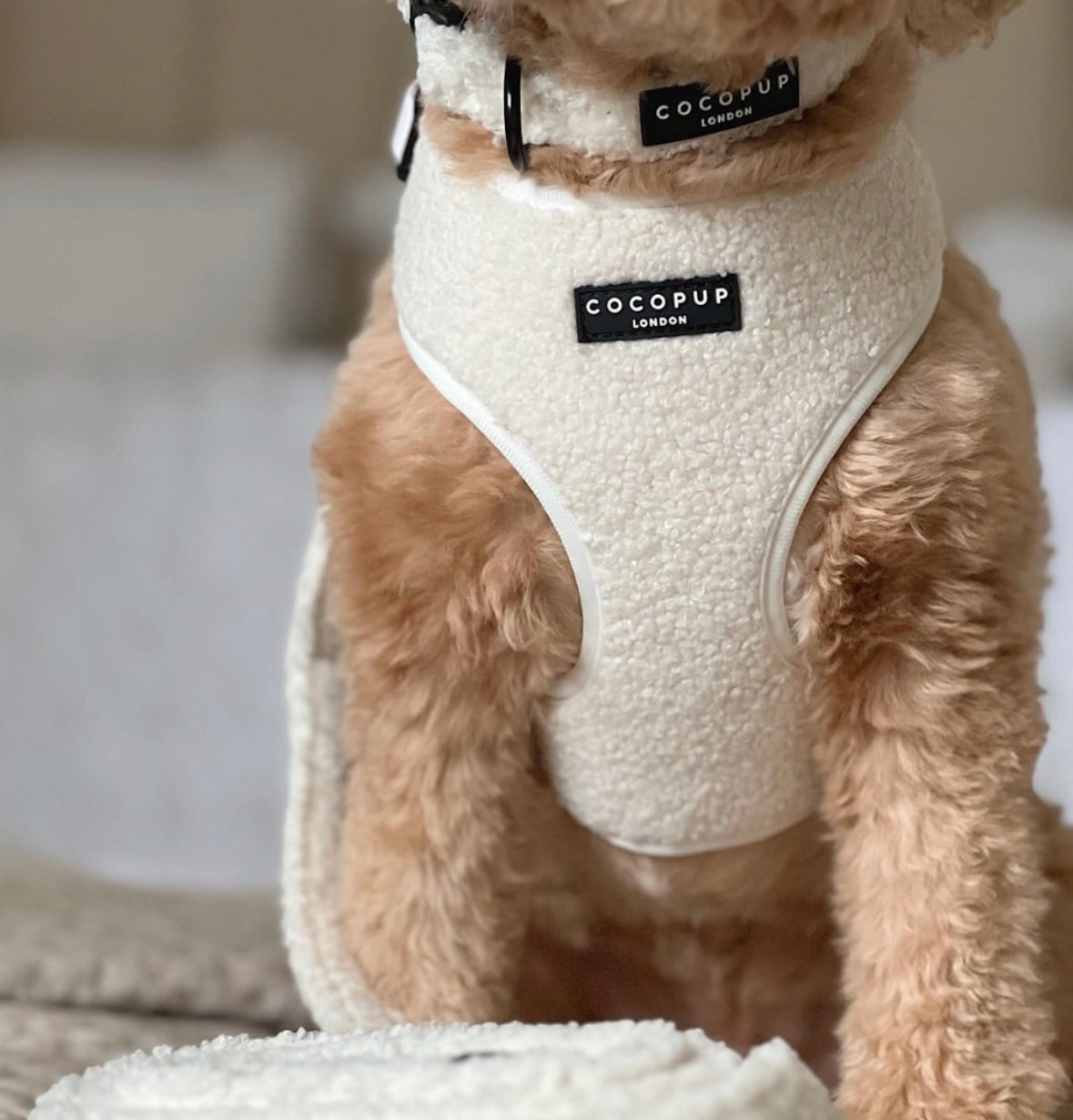 Cocopup London - Teddy Tuig Wit