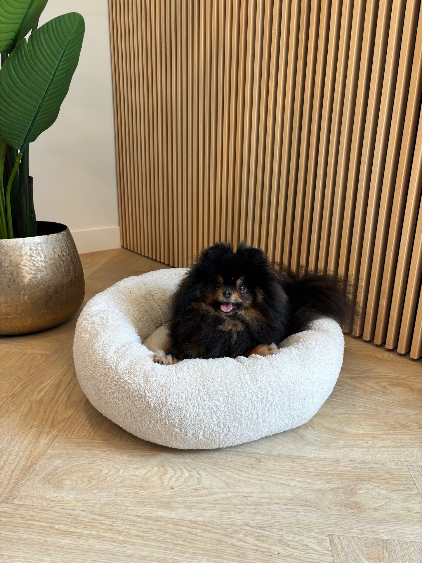 51DN - Donut mand teddy