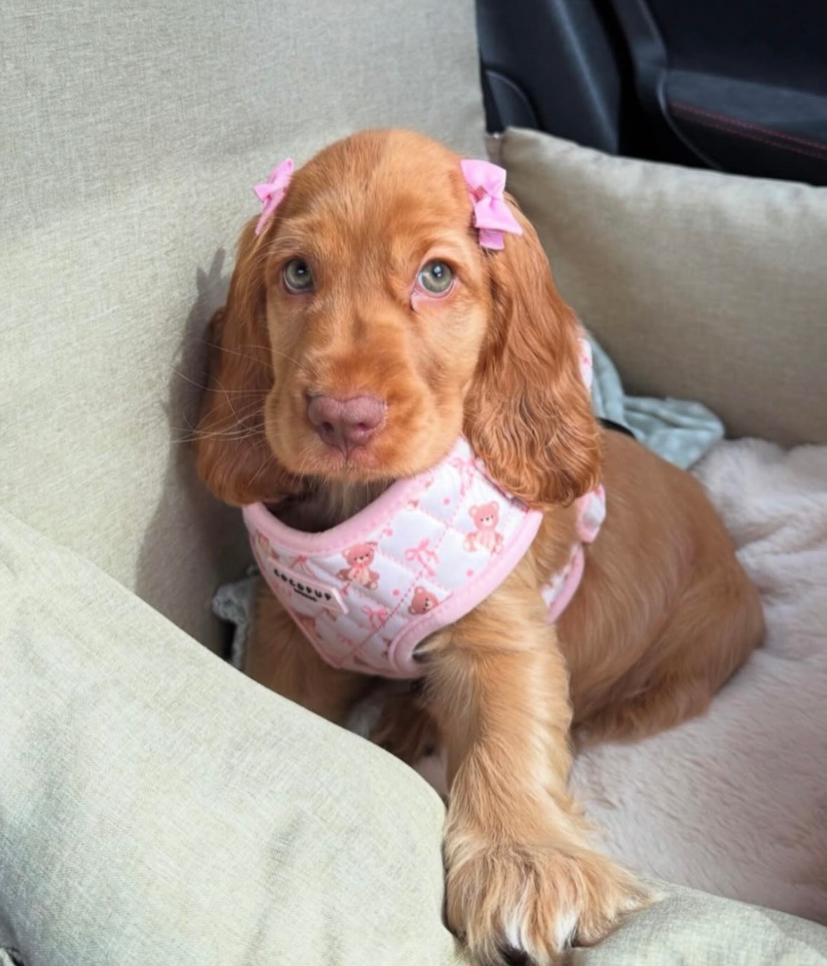 Cocopup London - Tuig teddybeer roze
