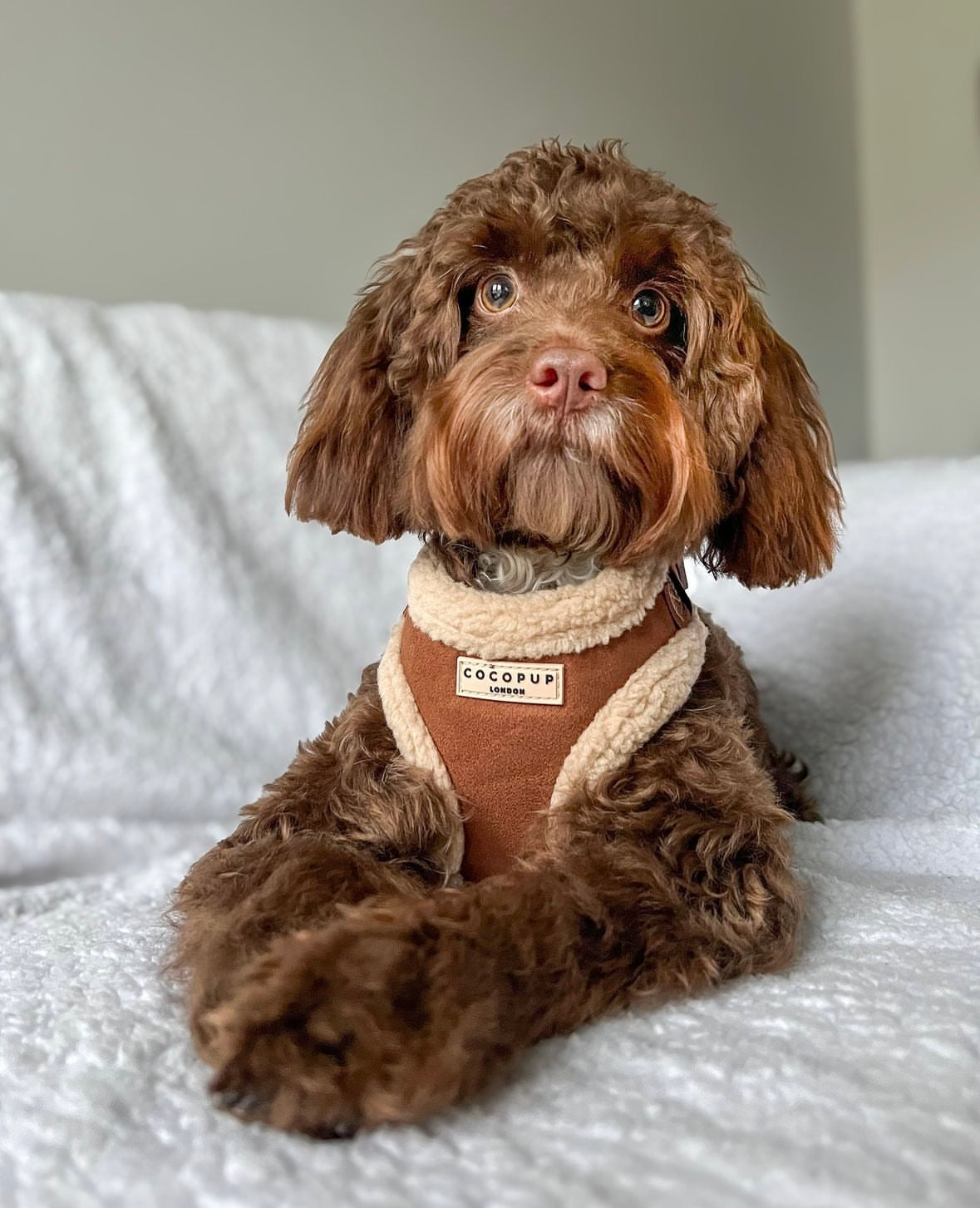Cocopup London - Bruin Teddy Tuig