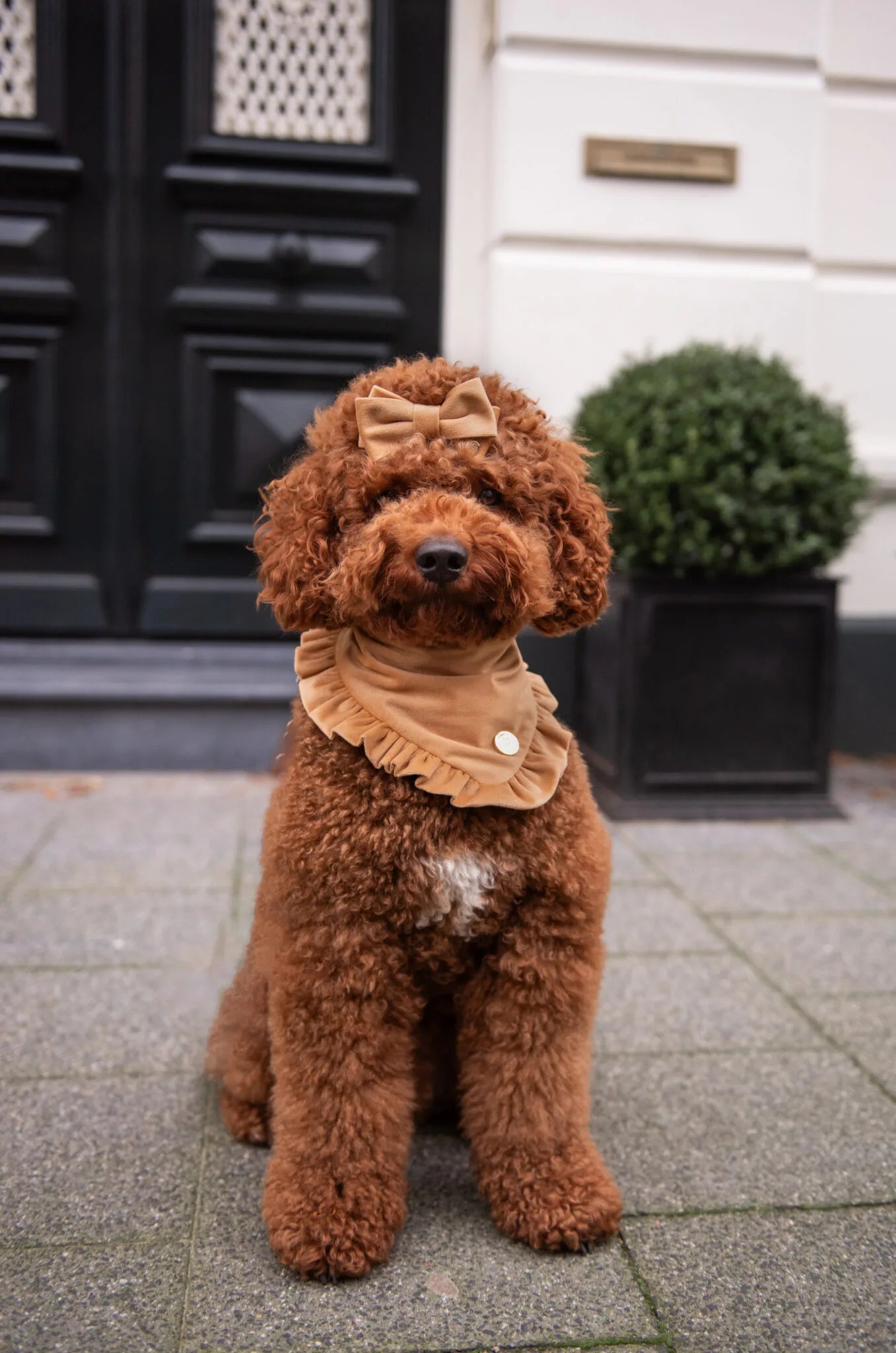 Bandana Ruffle Up Latte