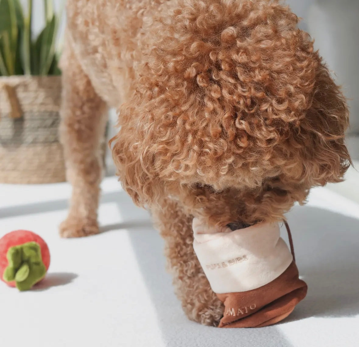 Intelligentie speelgoed Tomatensoep