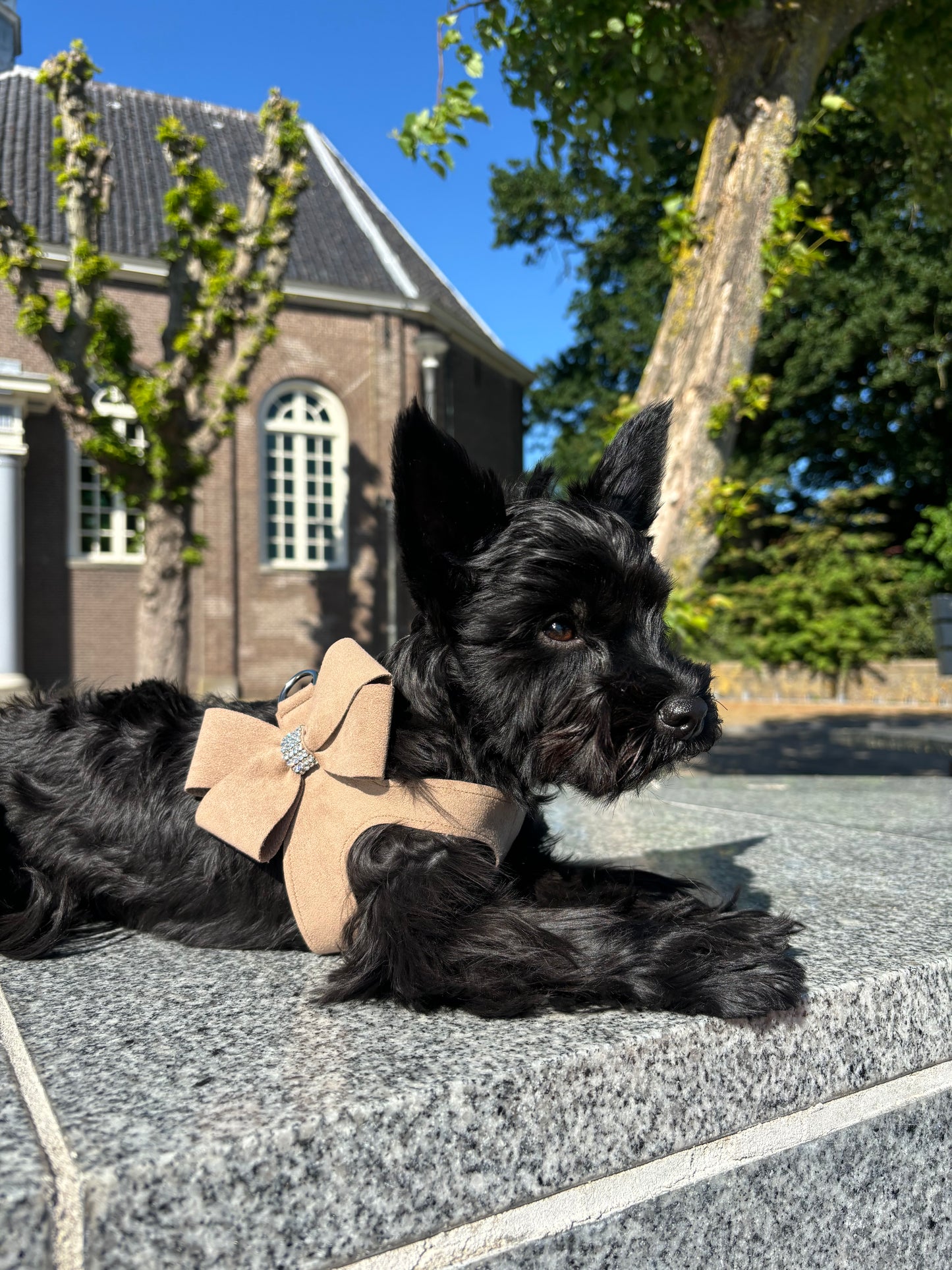 Susan Lanci Hondentuig Step in Nouveau Fawn