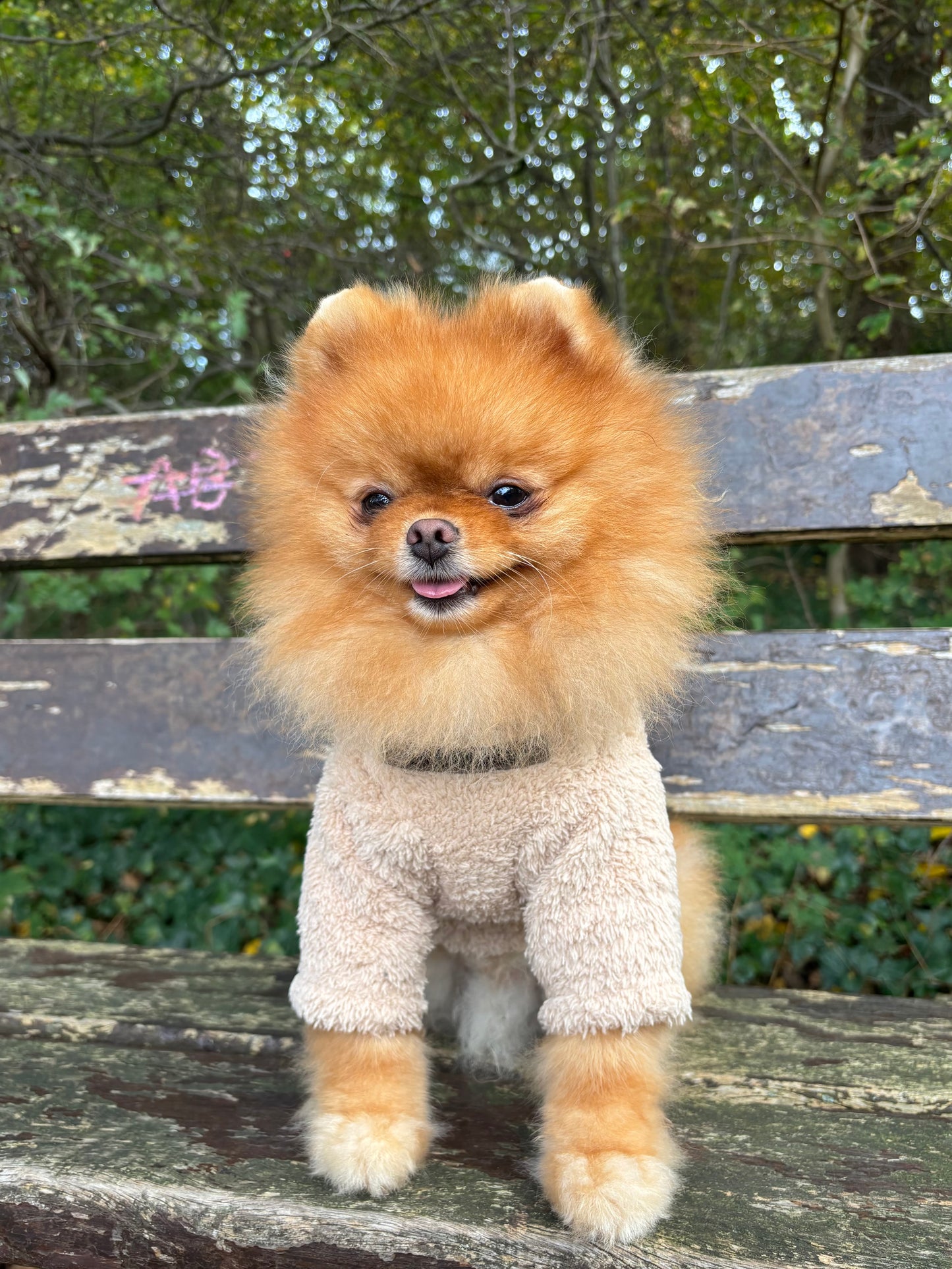 Teddy sweater Essentials