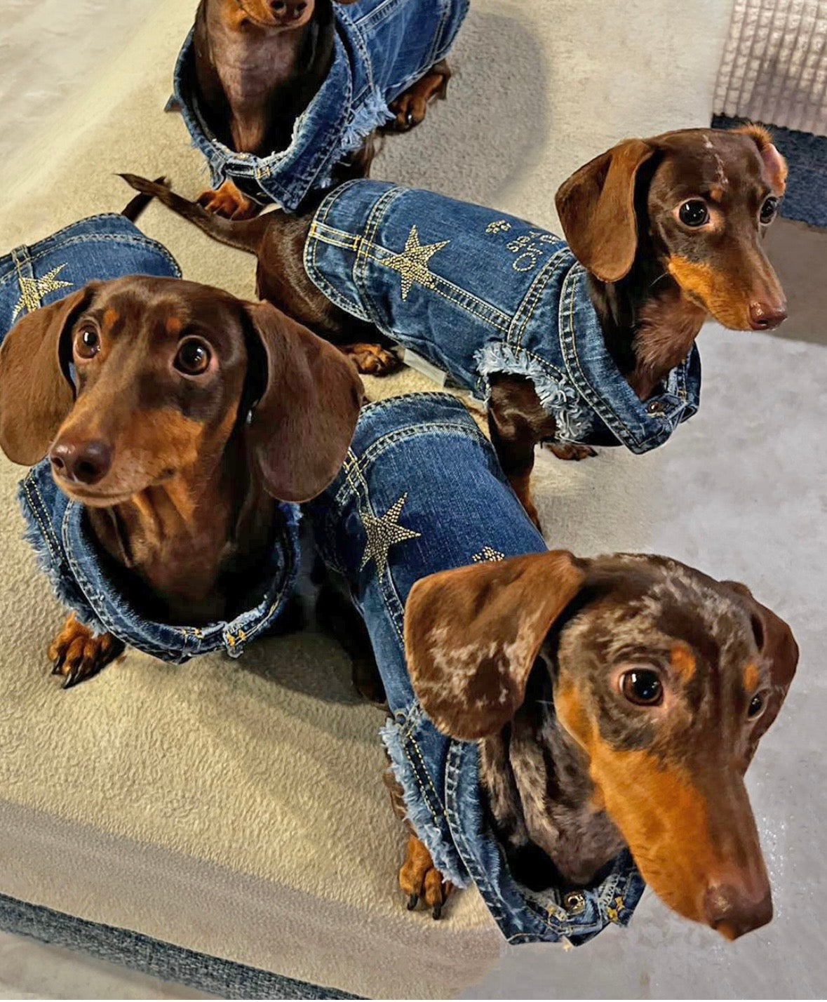 Liu Jo Pets - Denim vest rhinestone