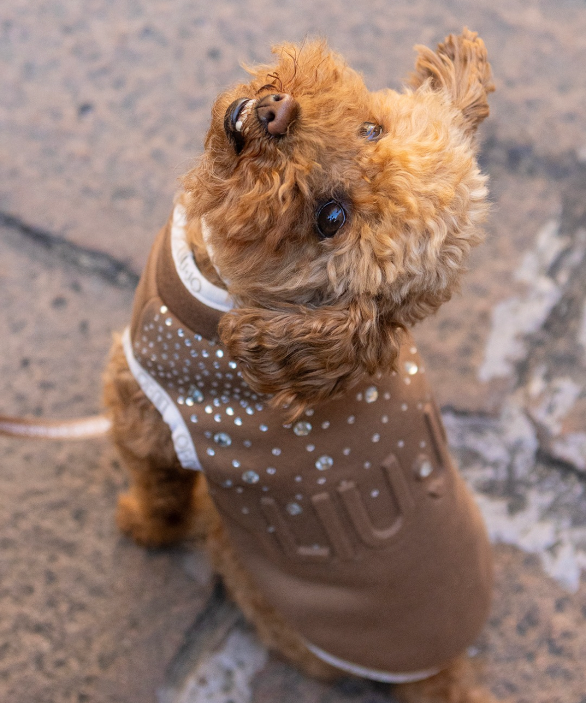 Liu Jo Pets - Trui met steentjes Caramel