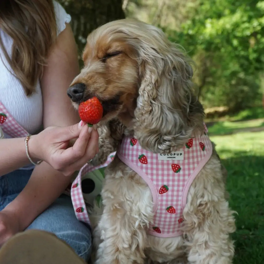 Cocopup London - Strawberry Picnic tuig