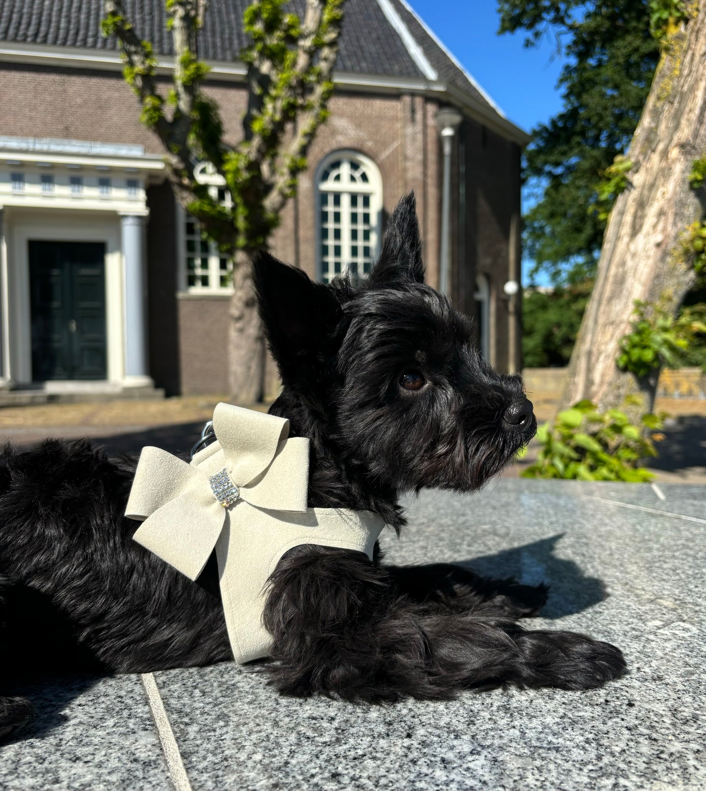 Susan Lanci Hondentuig Step in Nouveau Doe