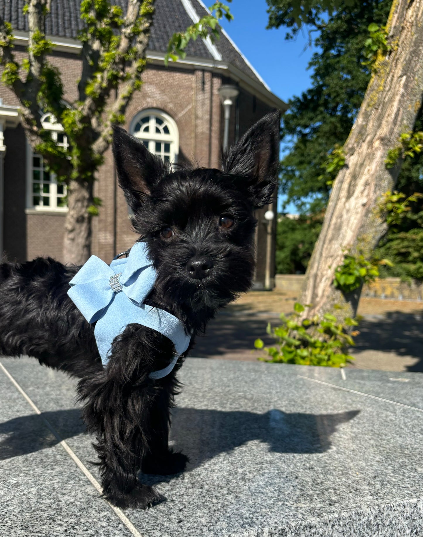 Susan Lanci Hondentuig Step in Nouveau Puppy Blue