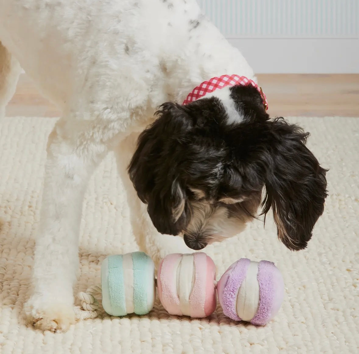 The Foggy Dog - Interactief speelgoed macarons