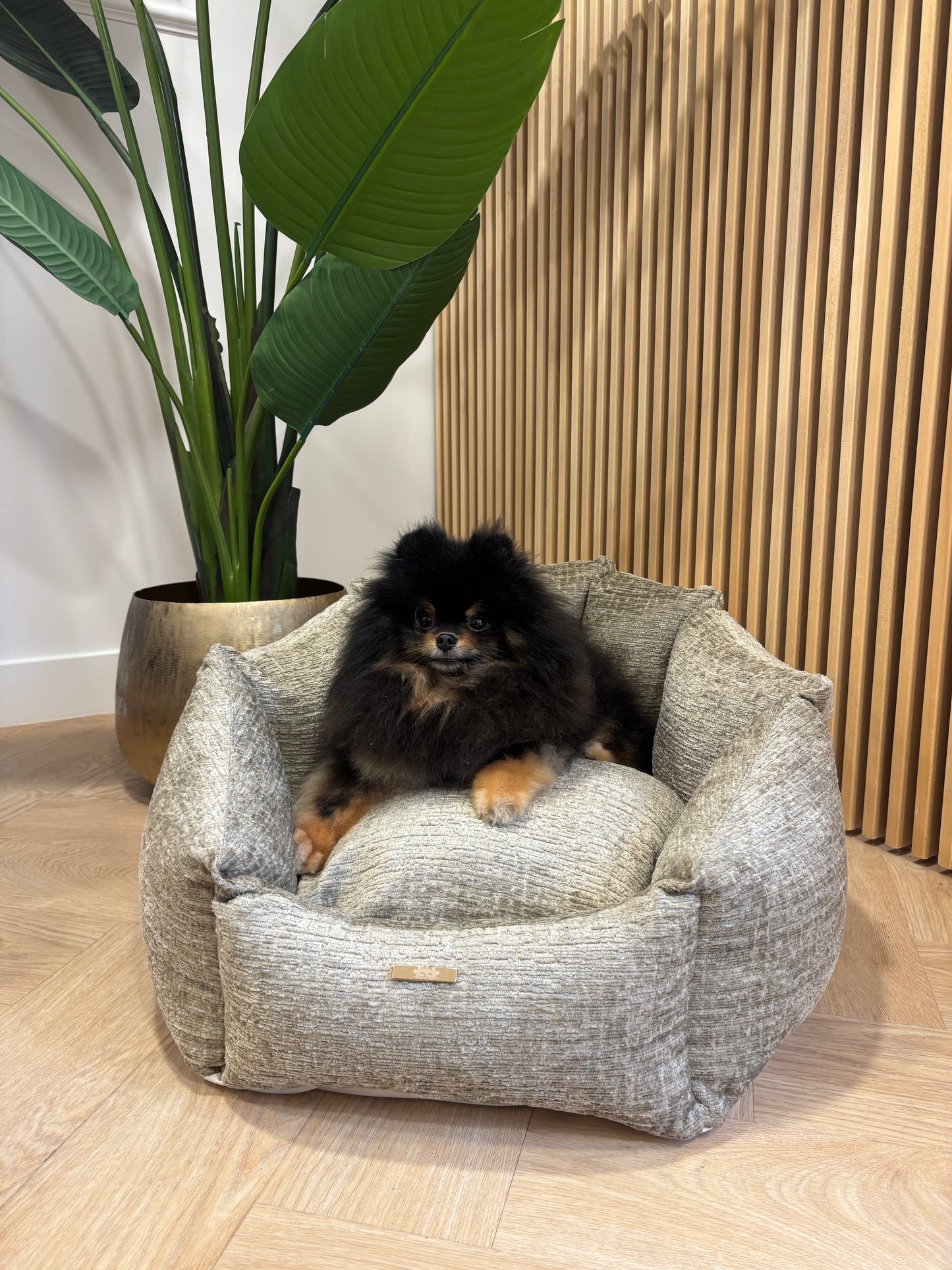 Shell Mand - Fusion champagne