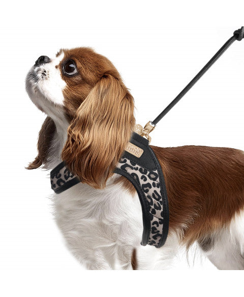 Milk & Pepper - Tuig Thalia Luipaard