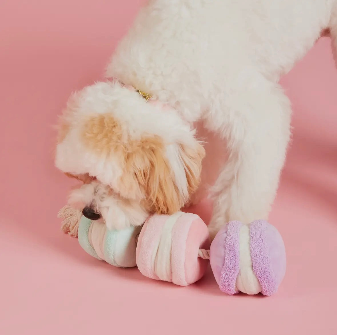 The Foggy Dog - Interactief speelgoed macarons